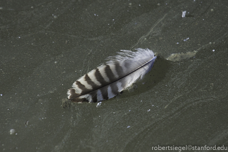 feather on the water